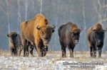 Stumbras (Bison bonasus)